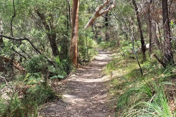 Forest walk to Maianbar from Bundeena.