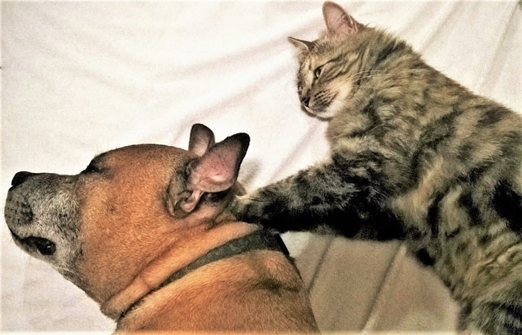 Cat and staffy dog sleeping.