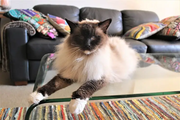Ragdoll cat on a glass table during a house sit.