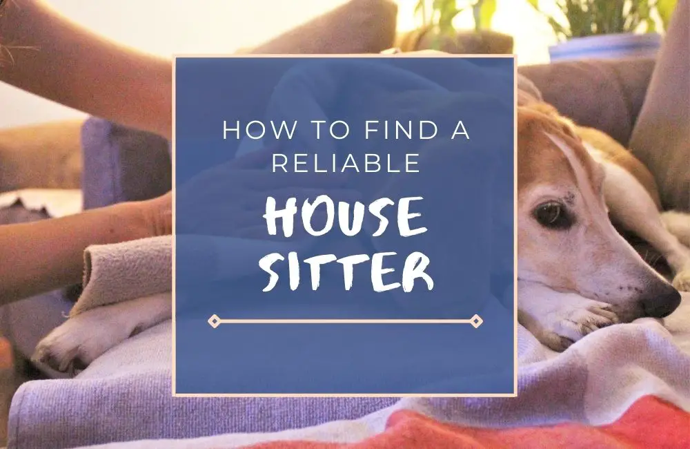 how-to-find-a-reliable-house-sitter-10-step-guide