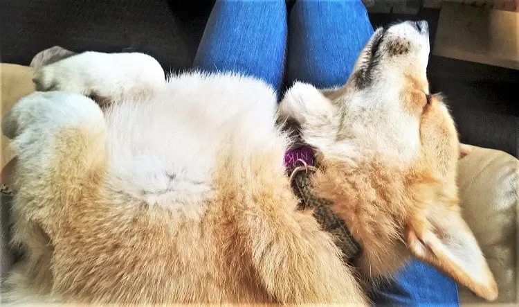 A corgi dog asleep on a house sitter's lap in Sydney, Australia. Animal company is one of the main benefits of house sitting.