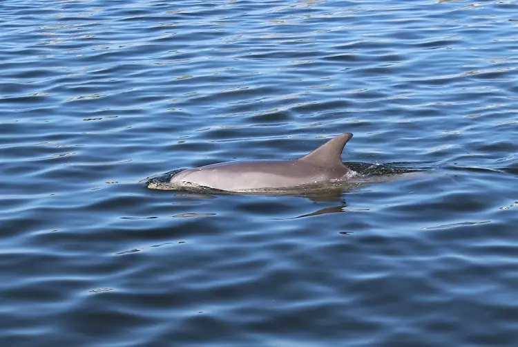 Dolphin swimming in the Swan River, Perth, Australia.