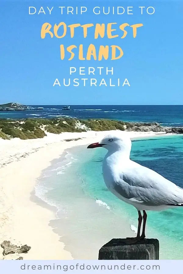 Your guide to Rottnest Island, Western Australia, an idyllic day trip from Perth. Find out about the beautiful Rottnest Island beaches, snorkelling, camping & budget accommodation on Rottnest Island, cute quokkas, cycle hire, where to eat & drink & the cheapest days for the Rottnest ferry. 