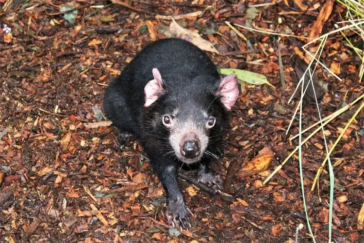 Tasmanian Devil at Perth Zoo.
