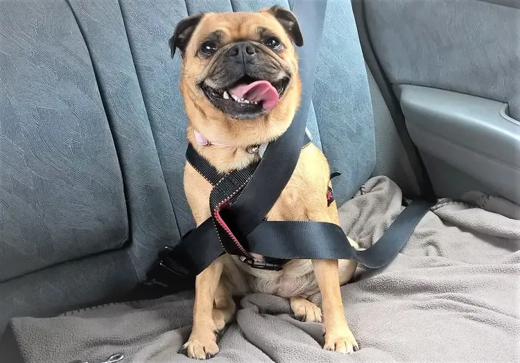 A pug in a car with a seatbelt on, being taken to the vet by a house sitter.