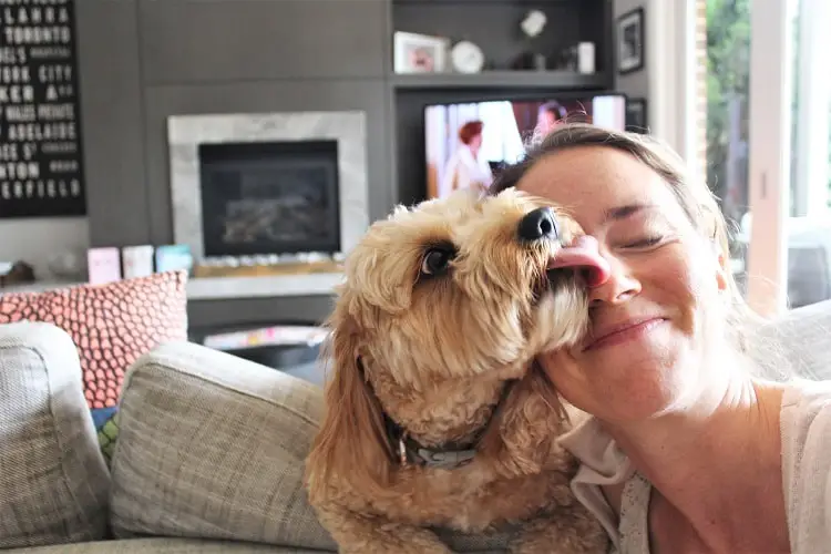 A female house sitter being licked on the face by a Cavoodle.
