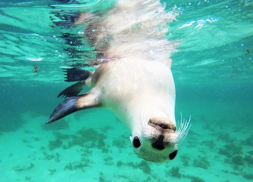 A close-up of an Australian sea lion underwater on the Baird Bay eco swim in South Australia. This is a must-do attraction on a Perth to Adelaide drive.