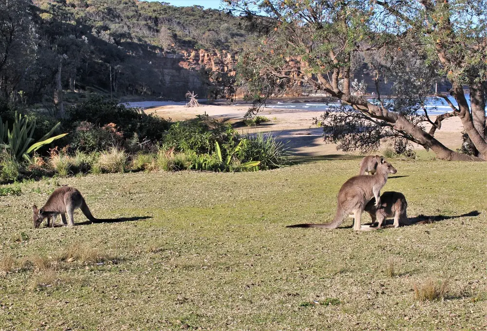  Wild kangaroos at Pebbly Beach, Murramarang National Park.