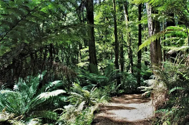 Great Otway National Park rainforest in Australia.