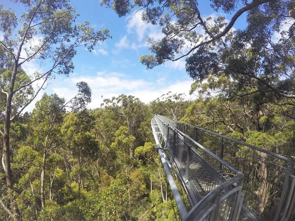 An elevated walkway at Walpole Valley of the Giants Tree Top Walk in WA.