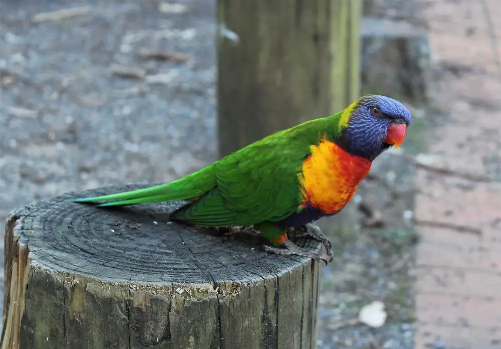 A rainbow lorikeet: Australian wildlife.
