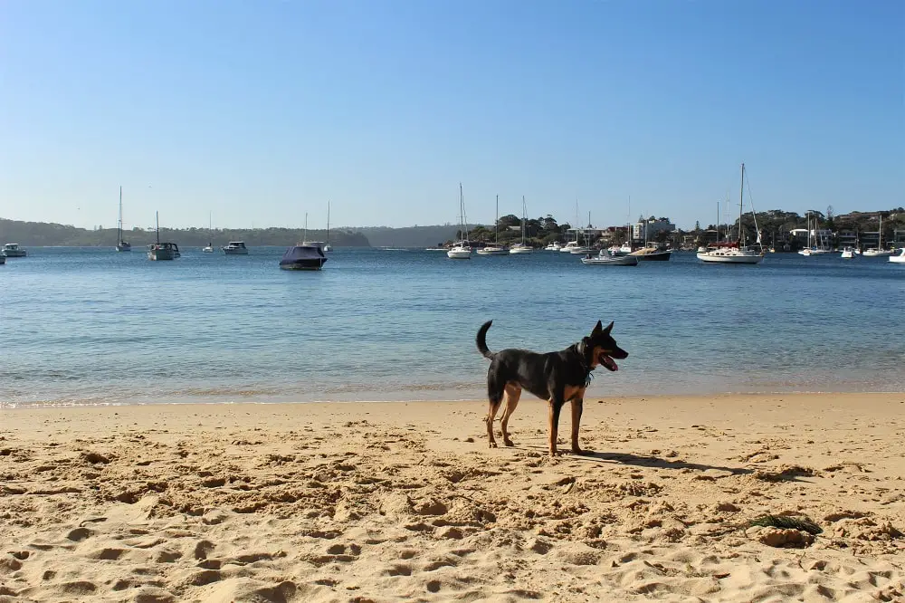 Escape the crowded Sydney beaches at hidden Kutti Beach in Vaucluse, with calm, clear water, soft sand and lush surrounding greenery. It's even dog friendly!