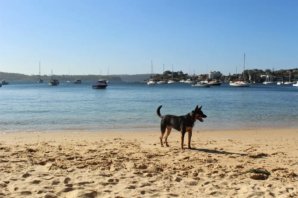 Kutti Beach, Vaucluse: Sydney's Hidden Paradise - Dreaming of Down Under