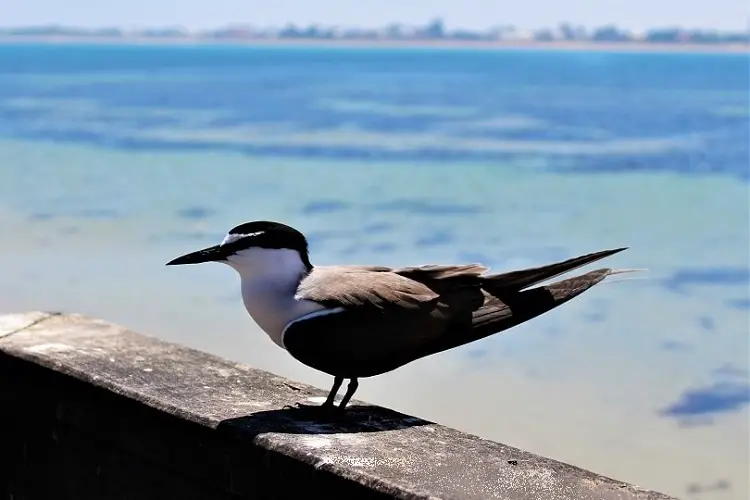 Black and white sea bird, Western Australia.