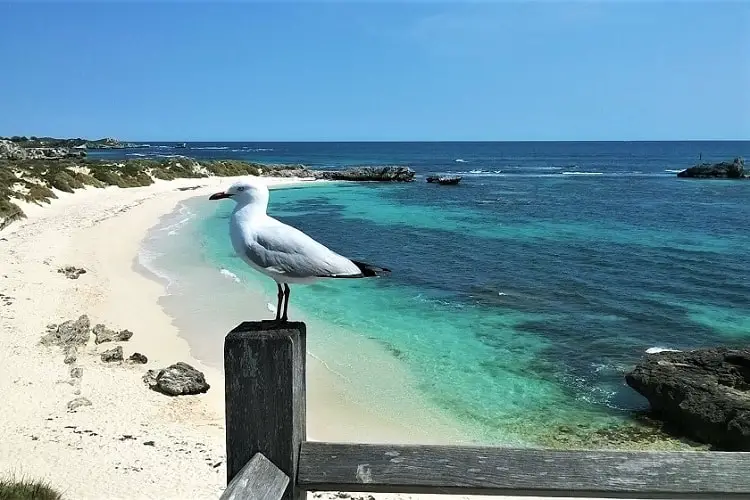 Seagull at Rottnest Island, a popular holiday destination for people living in Perth.