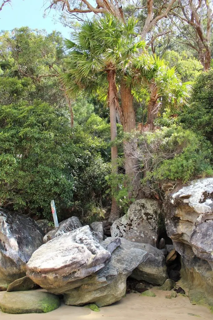 Enjoy a beautiful Sydney day trip on the stunning walk to West Head Lookout in Ku-Ring-Gai Chase National Park. Includes a scenic ferry ride from Palm Beach, secluded Great Mackerel Beach, Resolute Beach & West Head Beach, Pittwater views & ancient Aboriginal art.