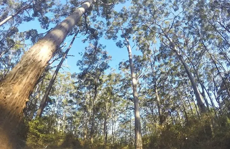 Forest in Bunker Bay, Western Australia.