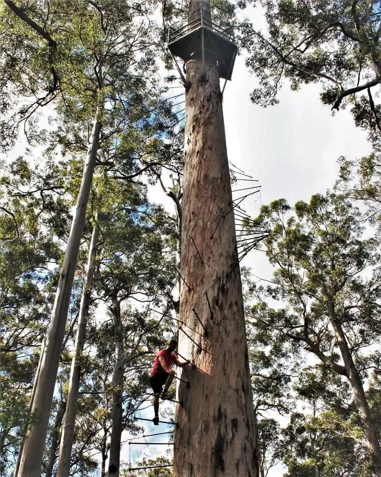 Backpacker climbing the Dave Evans Bicentennial Tree in Western Australia.