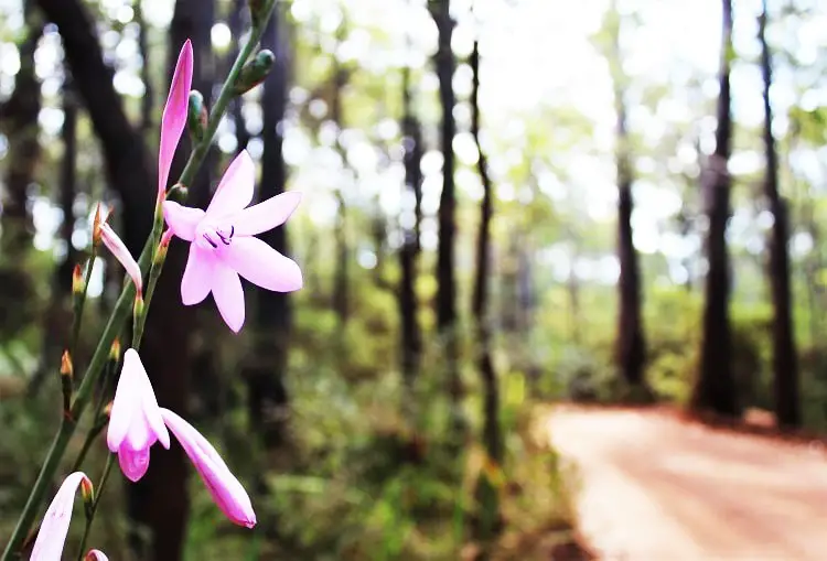 RAC Margaret River Nature Park Camping Review (Wharncliffe Mill