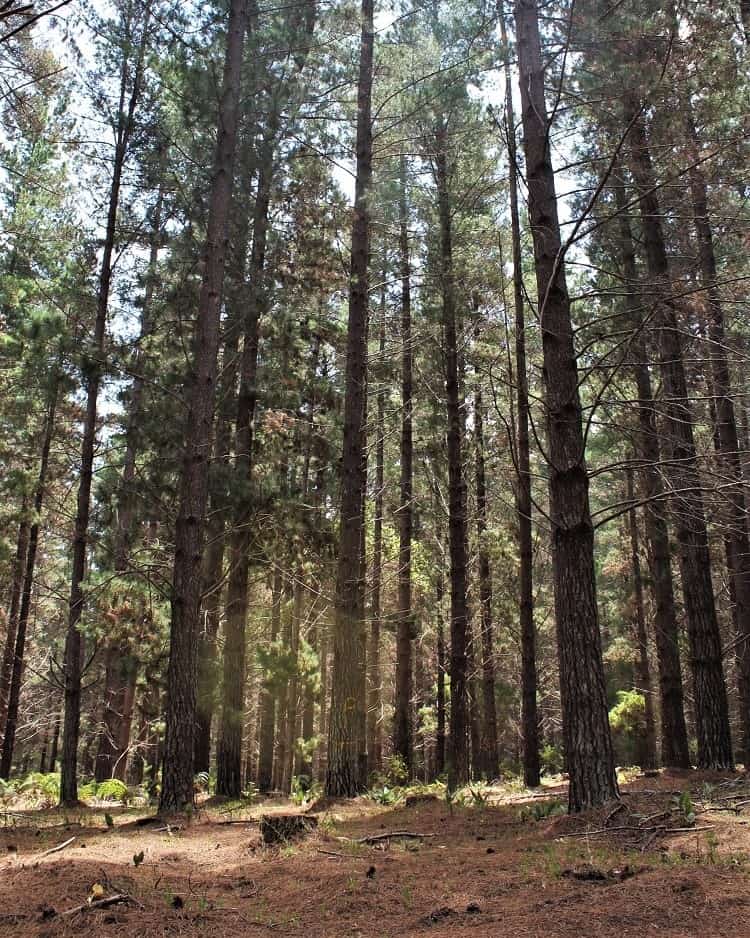 Forest in Margaret River.