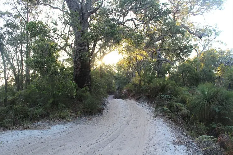 Visit Yeagarup Sand Dunes near Pemberton, Western Australia. Find out how to visit these stunning dunes in D'Entrecasteaux National Park WA by foot or 4WD, where to camp, and see amazing sunset pictures.