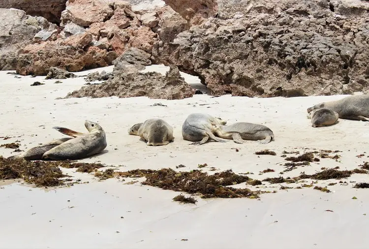 Australian sea lions at Baird Bay.