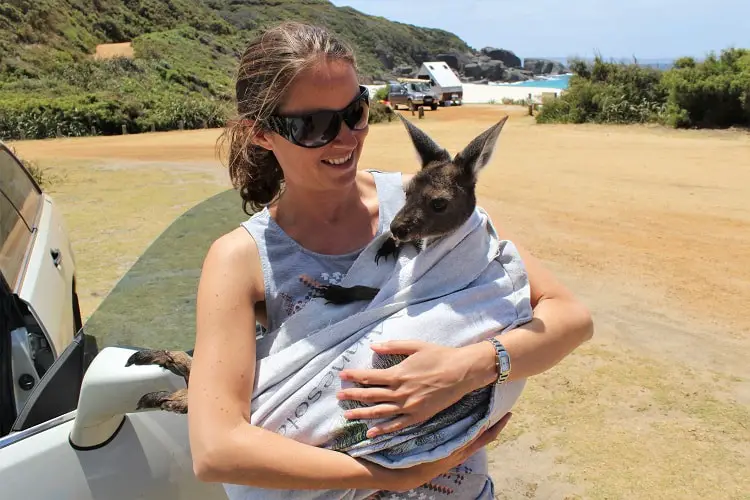 My awesome night at Shelley Beach camping ground in Cape West Howe National Park, WA, one of the most beautiful campsites in Western Australia. Read how I met and an orphaned baby kangaroo and why I spent two hours with my arm down a compost toilet!