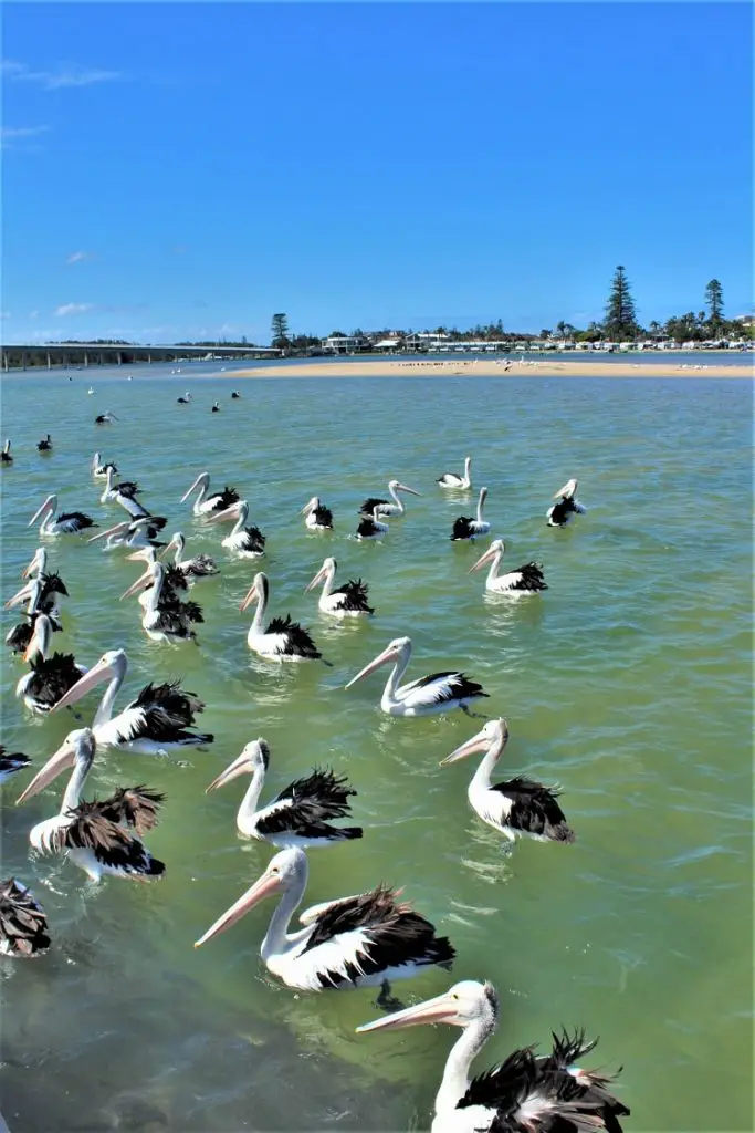 Pelicans swimming at The Entrance.