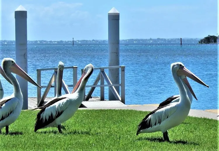 Pelicans at The Entrance.