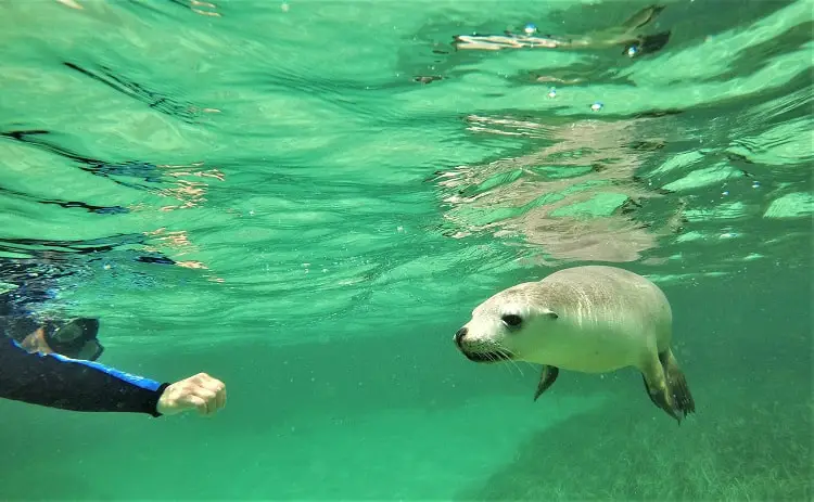 Swim with sea lions and dolphins in South Australia on the Baird Bay Ocean Eco Experience. Read my review of this intimate, family-run tour at a remote village on the Eyre Peninsula, and see amazing pictures of how you can interact with these playful creatures!