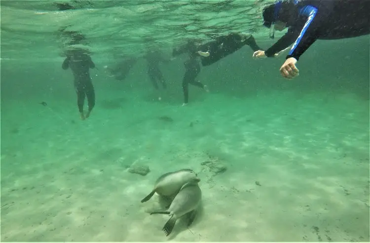 Swim with sea lions and dolphins in South Australia on the Baird Bay Ocean Eco Experience. Read my review of this intimate, family-run tour at a remote village on the Eyre Peninsula, and see amazing pictures of how you can interact with these playful creatures!