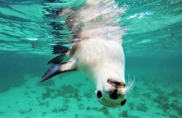 Amazing Baird Bay Sea Lion & Dolphin Swim in South Australia - Dreaming ...