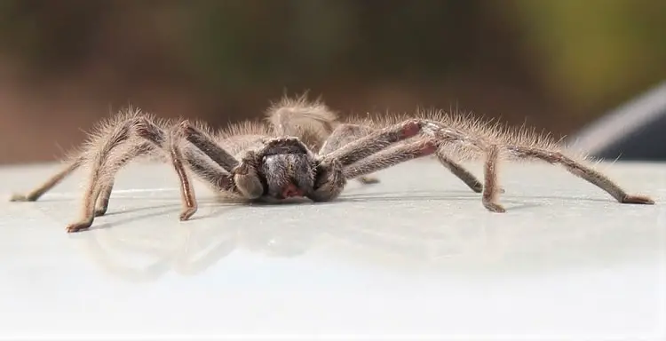 Hairy huntsman spider on a car in South Australia.