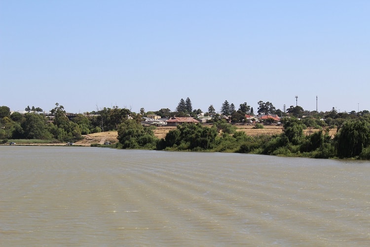 Relaxing Murray River Paddle Boat Cruise in South Australia