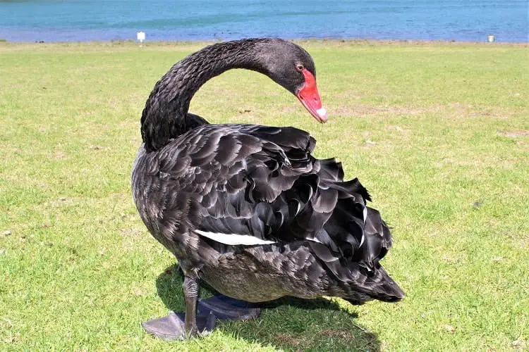 An Australian black swan in South Australia.