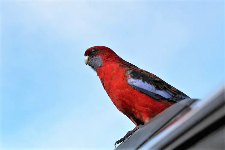 A rosella at Wilsons Prom.