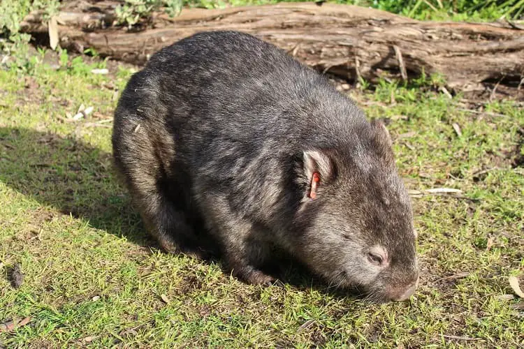 A wombat at Tidal River camping ground in Wilsons Promontory National Park.