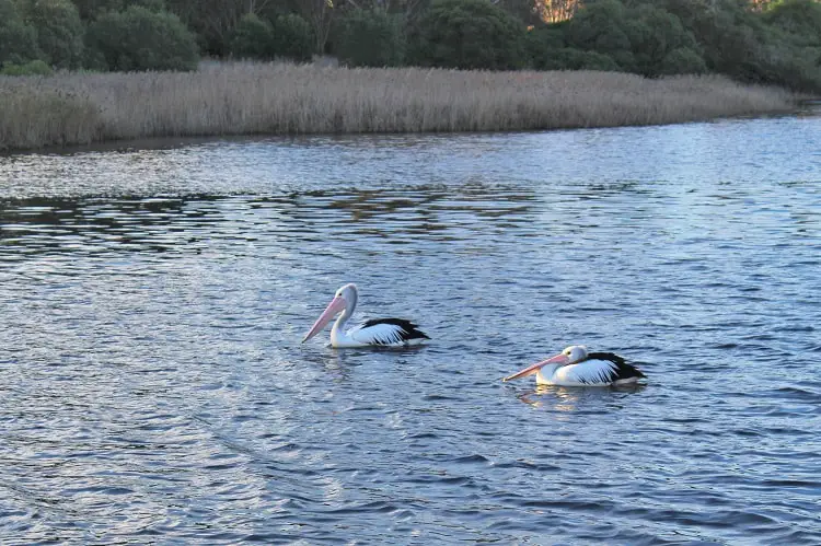 Pelicans on the Mitchell River, Australia.