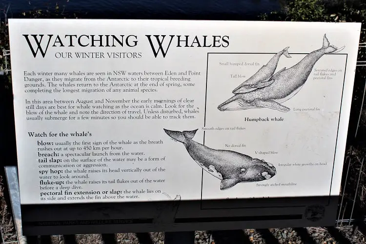 Whale watching information, Eden NSW Australia.
