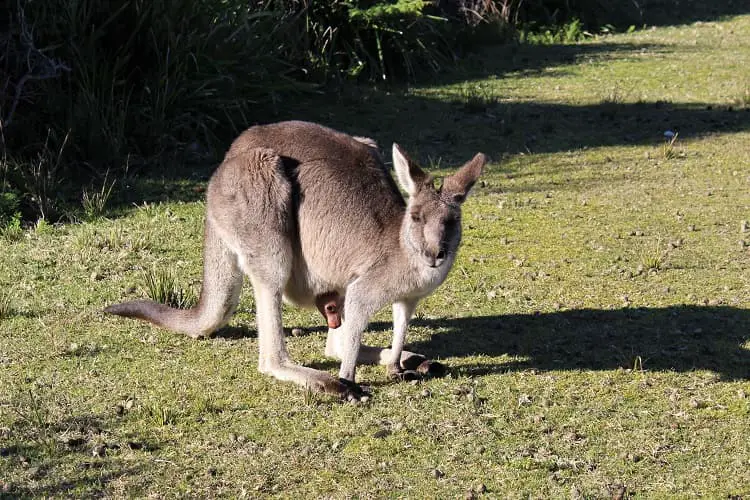 Tiny baby kangaroo at Pebbly Beach near Batemans Bay.