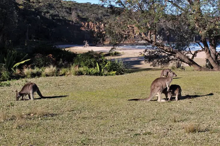 Kangaroos at Pebbly Beach in Australia