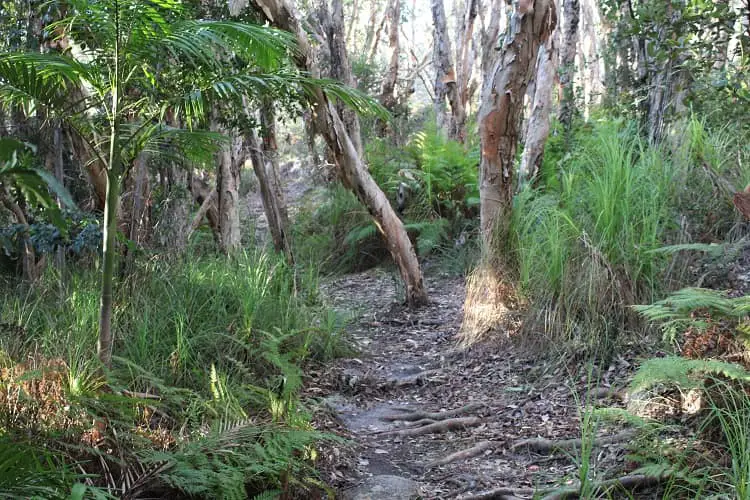 Monument Hill walking track through beautiful forest in Trial Bay.