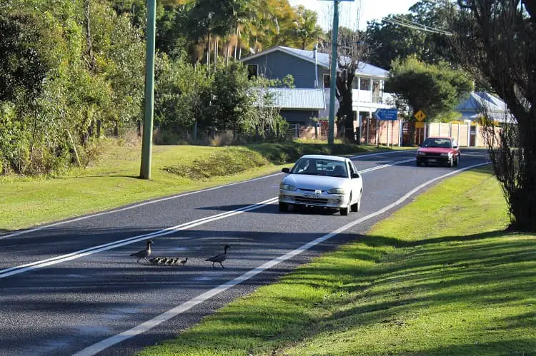 Ducks crossing the road on the Waterfall Way, NSW.