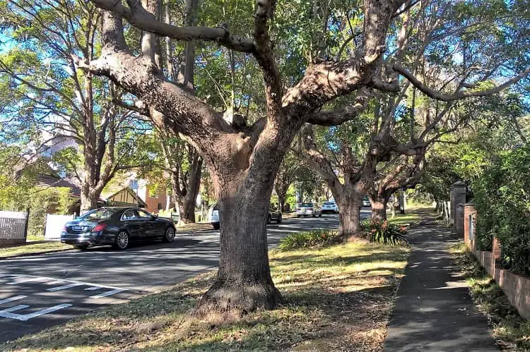 A leafy street in Gordon, one of Sydney's northern suburbs.