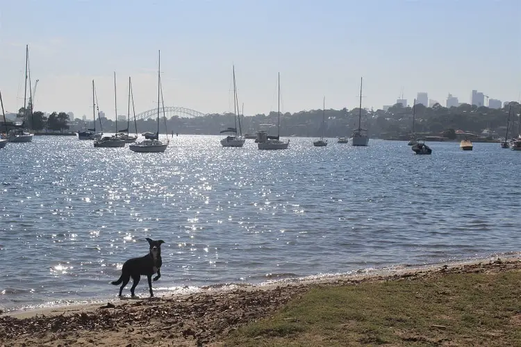 A dog enjoying the beach at Queens Head Reserve in Drummoyne, Sydney.