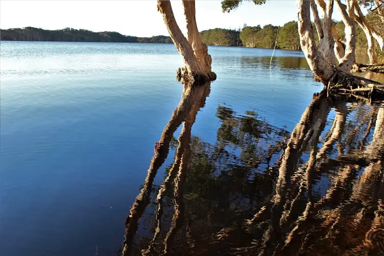 Beautiful reflections at Lake Ainsworth, Lennox Head, NSW Australia.