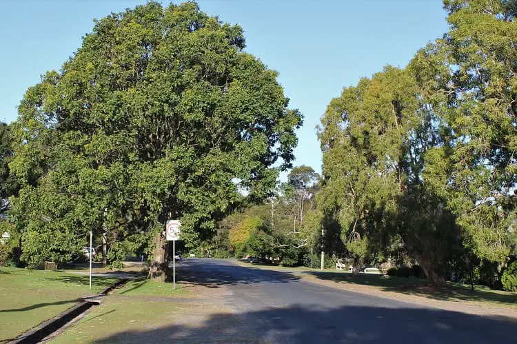 The easy, tree-lined walk into Byron Bay from the Arts Factory Lodge.