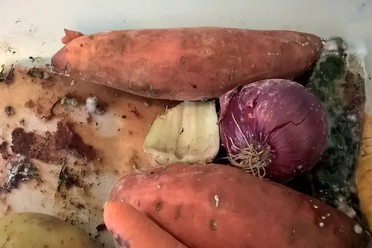 Mouldy vegetables in a fridge on a dirty house sit in Australia.
