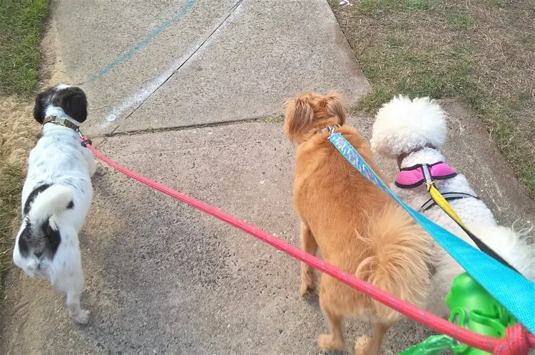 Three small dogs being walked in Sydney on a paid house sit. The house sitting rate included the walk.