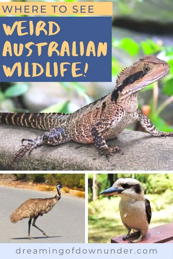 25 types of cool Australian wildlife!